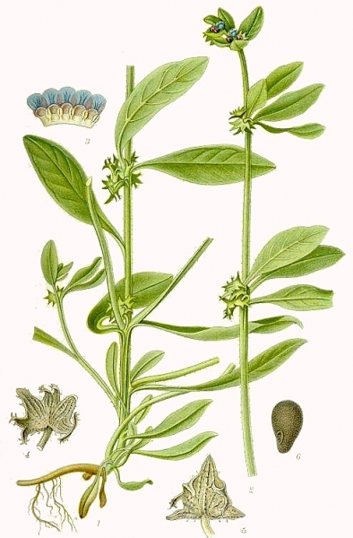 Pflanzenbild gross Niederliegendes Scharfkraut - Asperugo procumbens