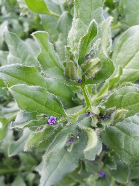 Pflanzenbild gross Niederliegendes Scharfkraut - Asperugo procumbens