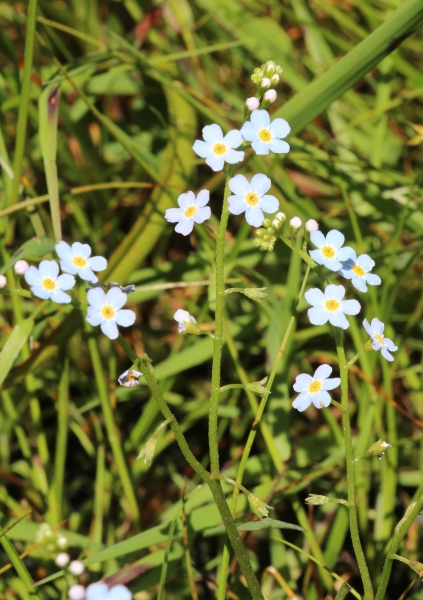Pflanzenbild gross Sumpf-Vergissmeinnicht - Myosotis scorpioides