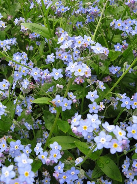 Pflanzenbild gross Sumpf-Vergissmeinnicht - Myosotis scorpioides