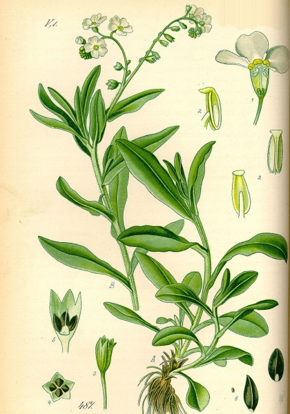 Pflanzenbild gross Sumpf-Vergissmeinnicht - Myosotis scorpioides