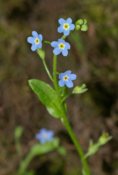 Pflanzenbild gross Sumpf-Vergissmeinnicht - Myosotis scorpioides