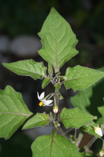 Pflanzenbild gross Schwarzer Nachtschatten - Solanum nigrum