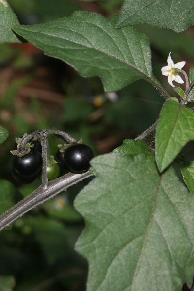 Pflanzenbild gross Schwarzer Nachtschatten - Solanum nigrum