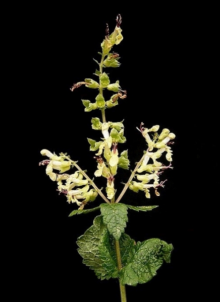 Pflanzenbild gross Salbeiblättriger Gamander - Teucrium scorodonia