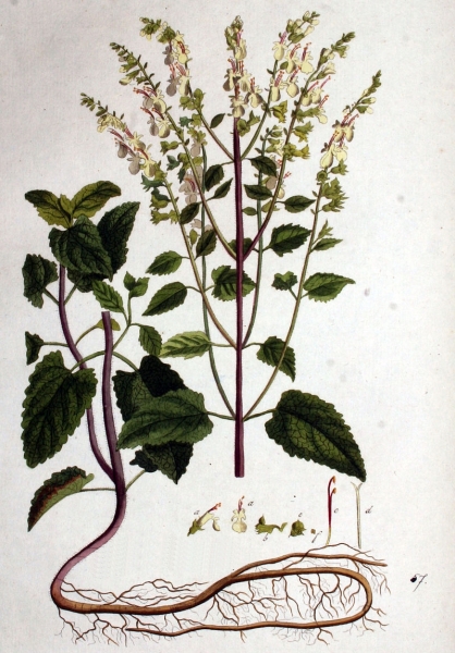 Pflanzenbild gross Salbeiblättriger Gamander - Teucrium scorodonia