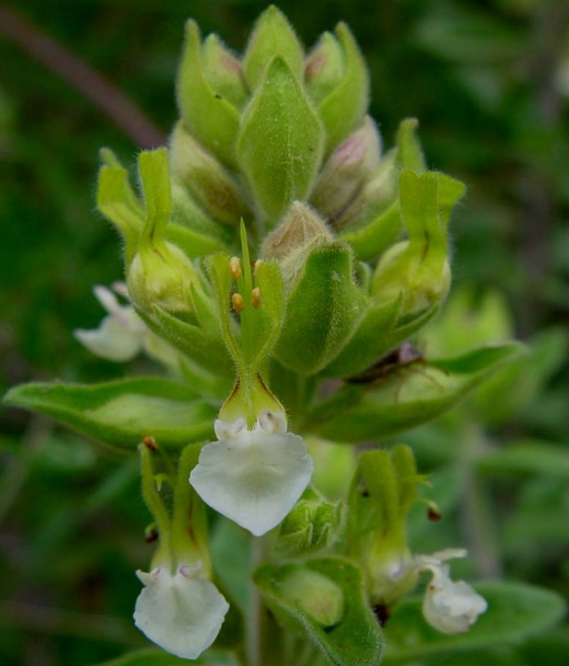 Pflanzenbild gross Salbeiblättriger Gamander - Teucrium scorodonia