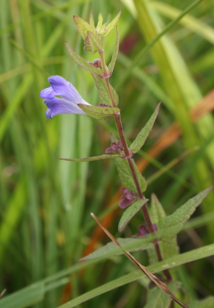 Pflanzenbild gross Sumpf-Helmkraut - Scutellaria galericulata