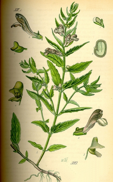 Pflanzenbild gross Sumpf-Helmkraut - Scutellaria galericulata