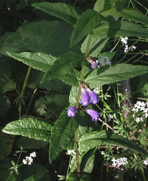 Pflanzenbild gross Sumpf-Helmkraut - Scutellaria galericulata