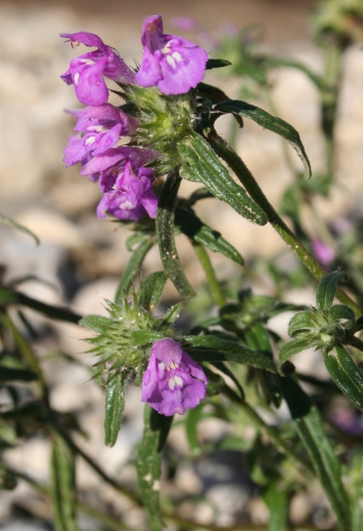 Pflanzenbild gross Schmalblättriger Hohlzahn - Galeopsis angustifolia