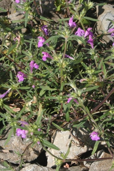 Pflanzenbild gross Schmalblättriger Hohlzahn - Galeopsis angustifolia