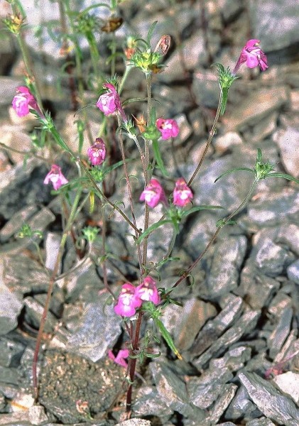 Pflanzenbild gross Schmalblättriger Hohlzahn - Galeopsis angustifolia