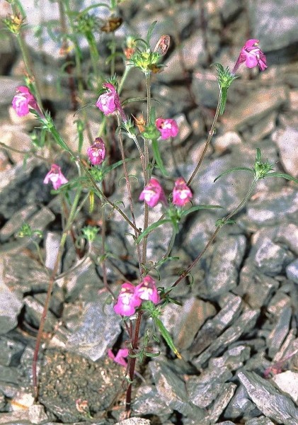 Pflanzenbild gross Schmalblättriger Hohlzahn - Galeopsis angustifolia