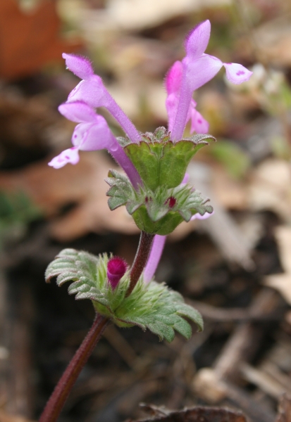 Pflanzenbild gross Stängelumfassende Taubnessel - Lamium amplexicaule