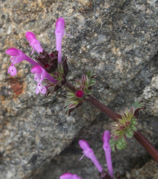 Pflanzenbild gross Stängelumfassende Taubnessel - Lamium amplexicaule