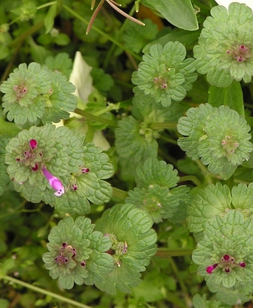 Pflanzenbild gross Stängelumfassende Taubnessel - Lamium amplexicaule