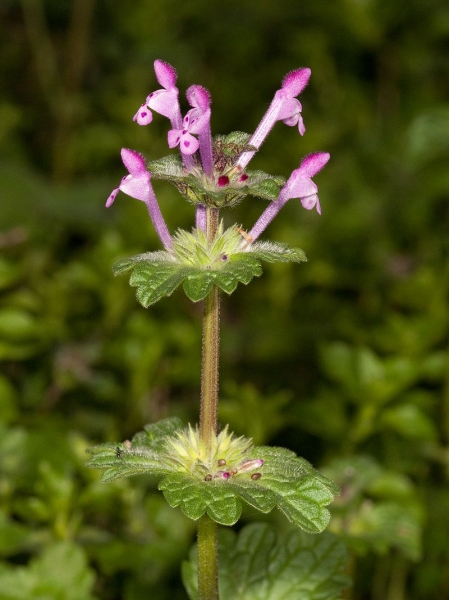 Pflanzenbild gross Stängelumfassende Taubnessel - Lamium amplexicaule