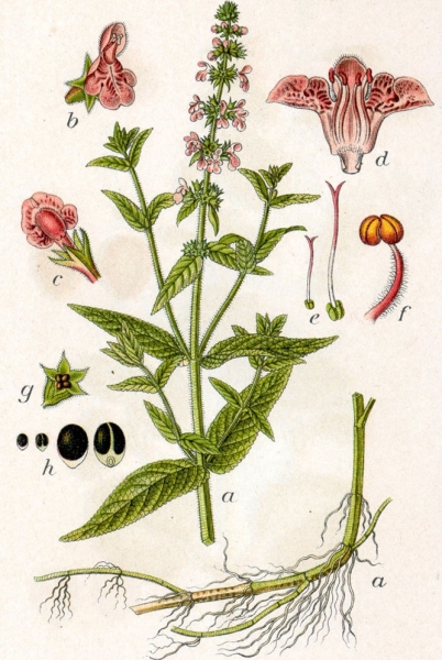 Pflanzenbild gross Sumpf-Ziest - Stachys palustris