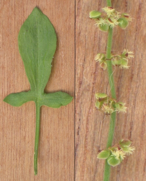 Pflanzenbild gross Kleiner Sauerampfer - Rumex acetosella