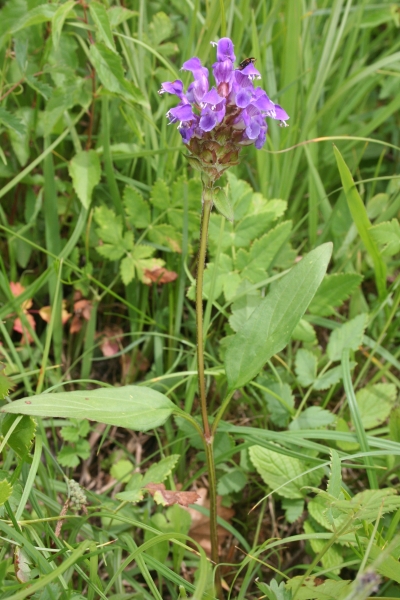 Pflanzenbild gross Grosse Brunelle - Prunella grandiflora