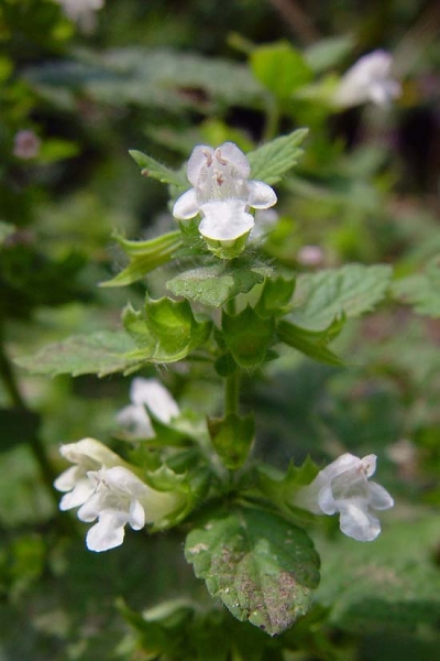 Pflanzenbild gross Zitronen-Melisse - Melissa officinalis