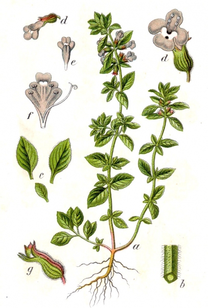 Pflanzenbild gross Feld-Steinquendel - Acinos arvensis