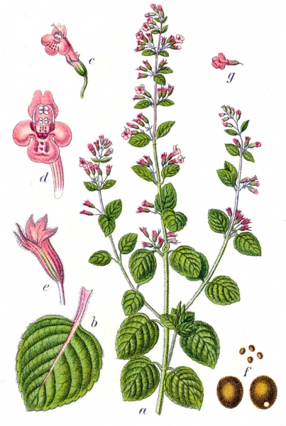 Pflanzenbild gross Wald-Bergminze - Calamintha menthifolia