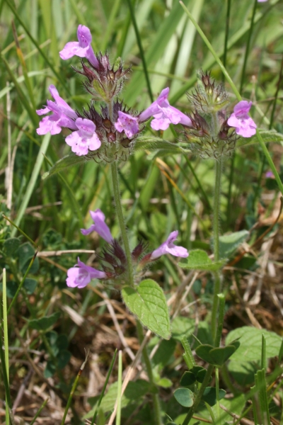 Pflanzenbild gross Wirbeldost - Clinopodium vulgare