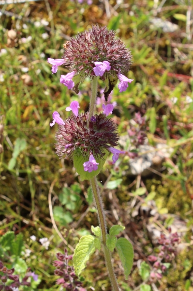 Pflanzenbild gross Wirbeldost - Clinopodium vulgare