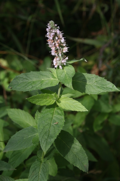 Pflanzenbild gross Ross-Minze - Mentha longifolia