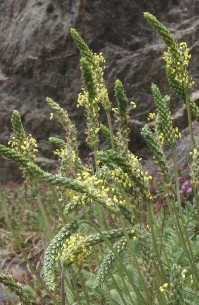 Pflanzenbild gross Schlangen-Wegerich - Plantago serpentina
