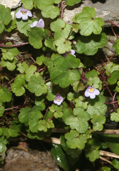 Pflanzenbild gross Zimbelkraut - Cymbalaria muralis