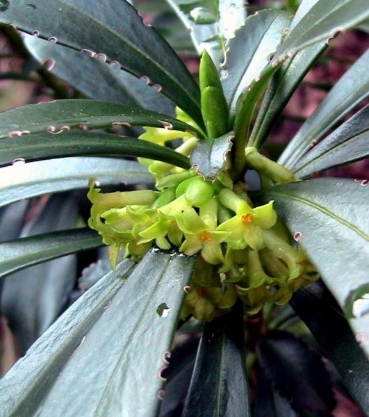 Pflanzenbild gross Lorbeer-Seidelbast - Daphne laureola