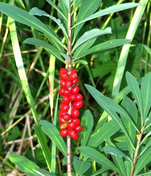 Pflanzenbild gross Echter Seidelbast - Daphne mezereum