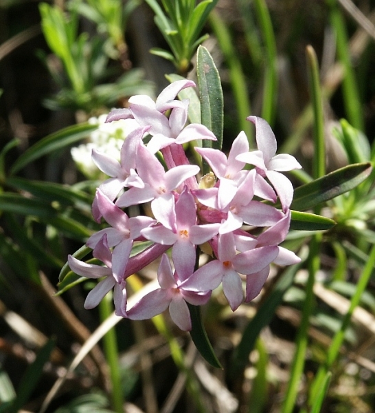Pflanzenbild gross Gestreifter Seidelbast - Daphne striata