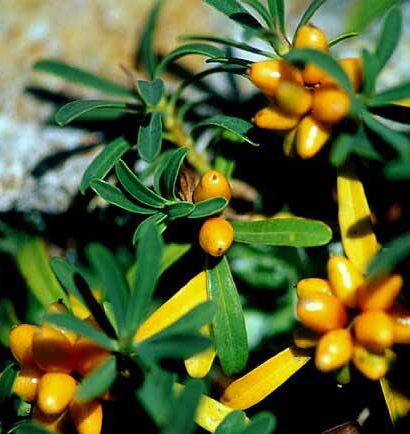Pflanzenbild gross Gestreifter Seidelbast - Daphne striata