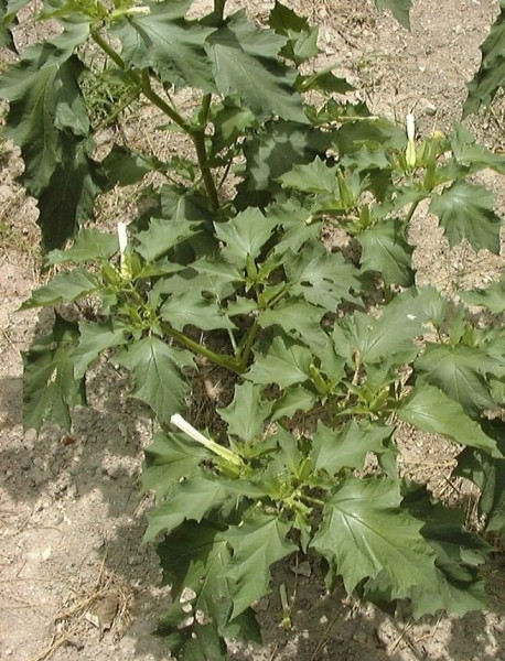Pflanzenbild gross Stechapfel - Datura stramonium