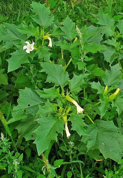 Pflanzenbild gross Stechapfel - Datura stramonium