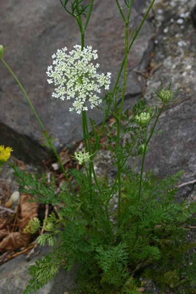 Pflanzenbild gross Wilde Möhre - Daucus carota
