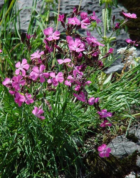 Pflanzenbild gross Kartäuser-Nelke - Dianthus carthusianorum
