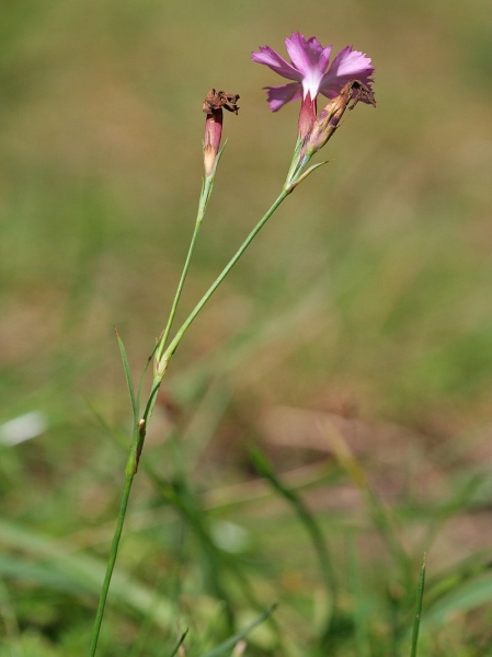 Pflanzenbild gross Kartäuser-Nelke - Dianthus carthusianorum