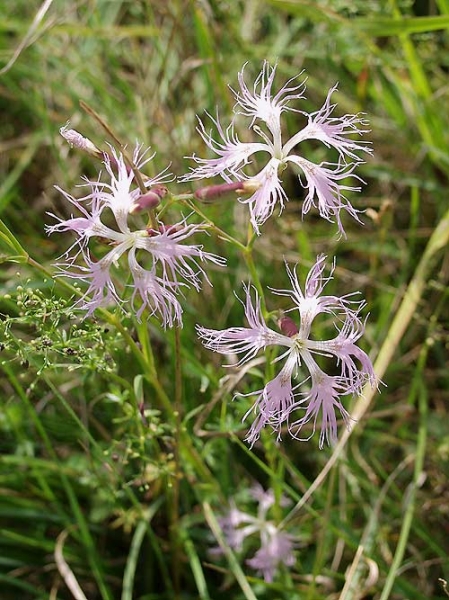Pflanzenbild gross Pracht-Nelke - Dianthus superbus
