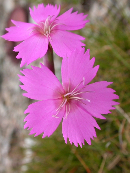 Pflanzenbild gross Stein-Nelke - Dianthus sylvestris