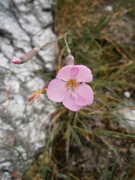 Pflanzenbild gross Stein-Nelke - Dianthus sylvestris