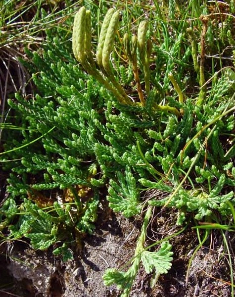 Pflanzenbild gross Alpen-Flachbärlapp - Diphasiastrum alpinum