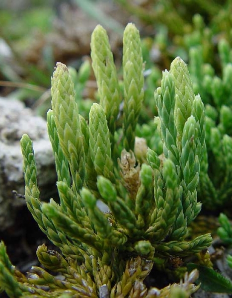 Pflanzenbild gross Alpen-Flachbärlapp - Diphasiastrum alpinum