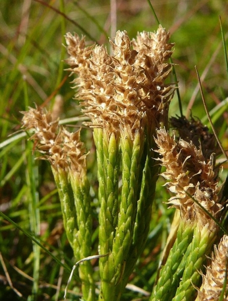 Pflanzenbild gross Alpen-Flachbärlapp - Diphasiastrum alpinum