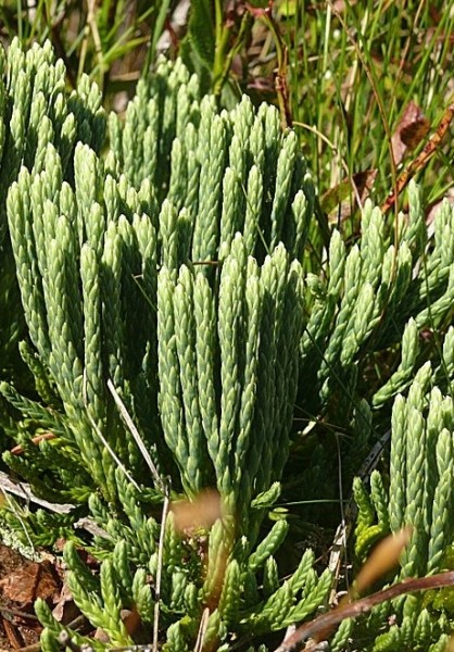 Pflanzenbild gross Alpen-Flachbärlapp - Diphasiastrum alpinum