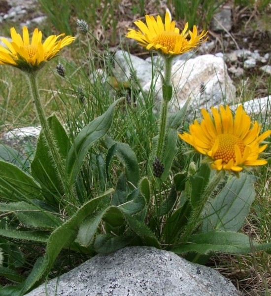 Pflanzenbild gross Clusius' Gämswurz - Doronicum clusii